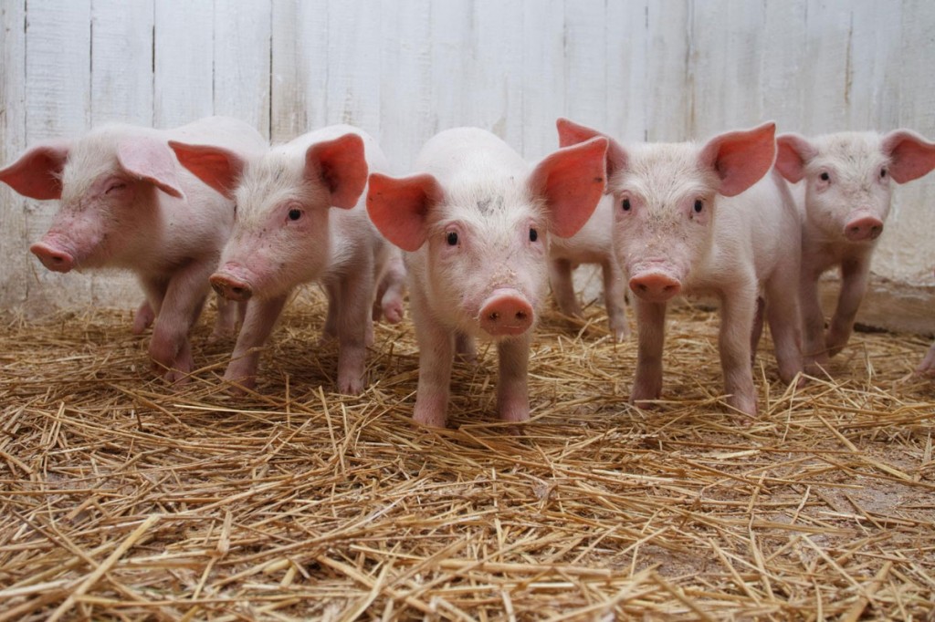 В России выросло производство свиней 